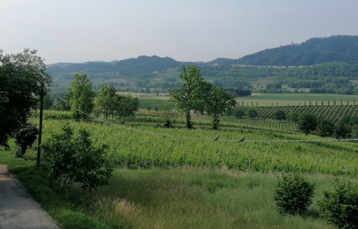 Casale e azienda vitivinicola in Monferrato